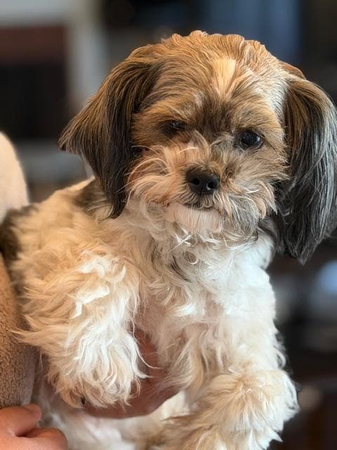 Luna - Shih Tzu available for adoption
