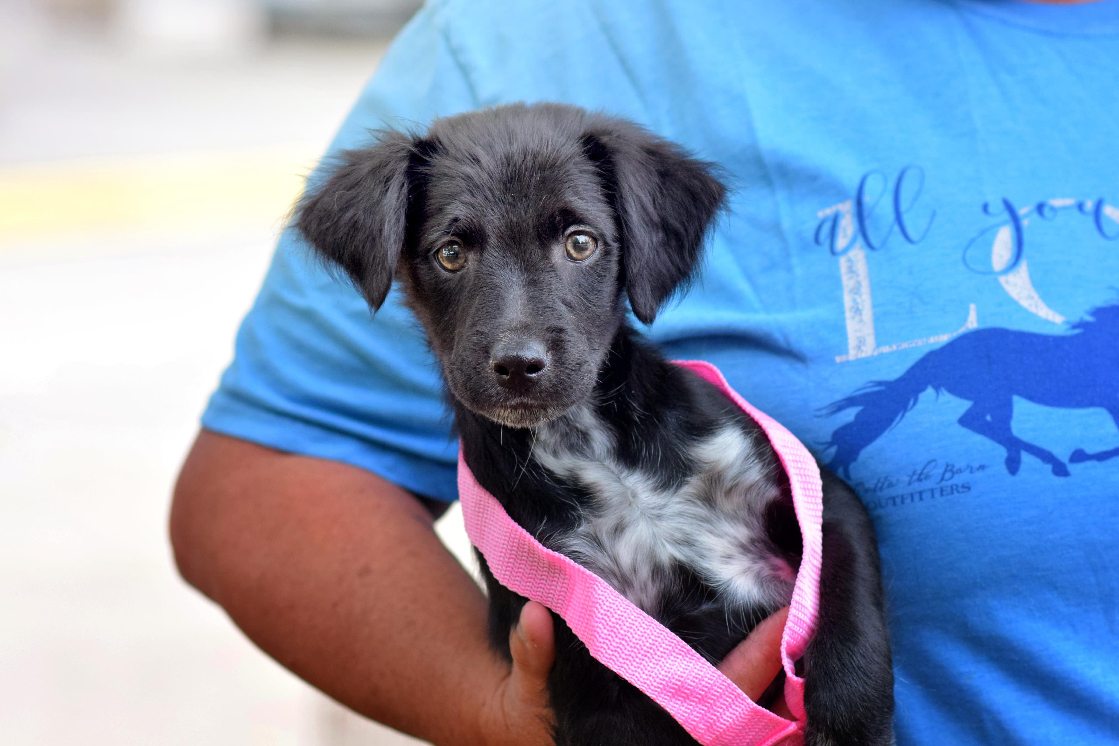 Finn - Labrador Retriever available for adoption