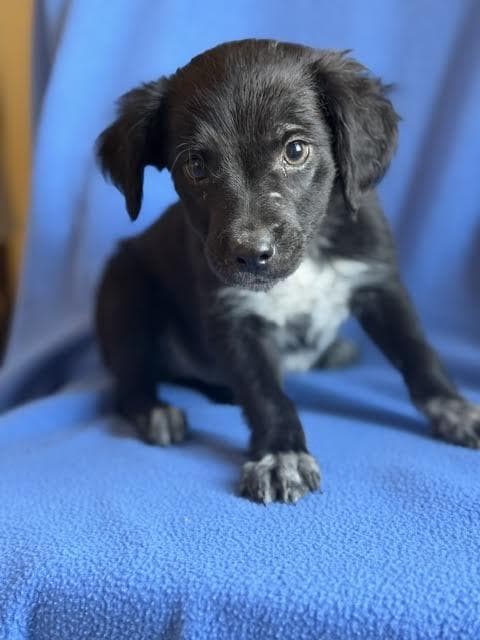 Finn - Labrador Retriever available for adoption