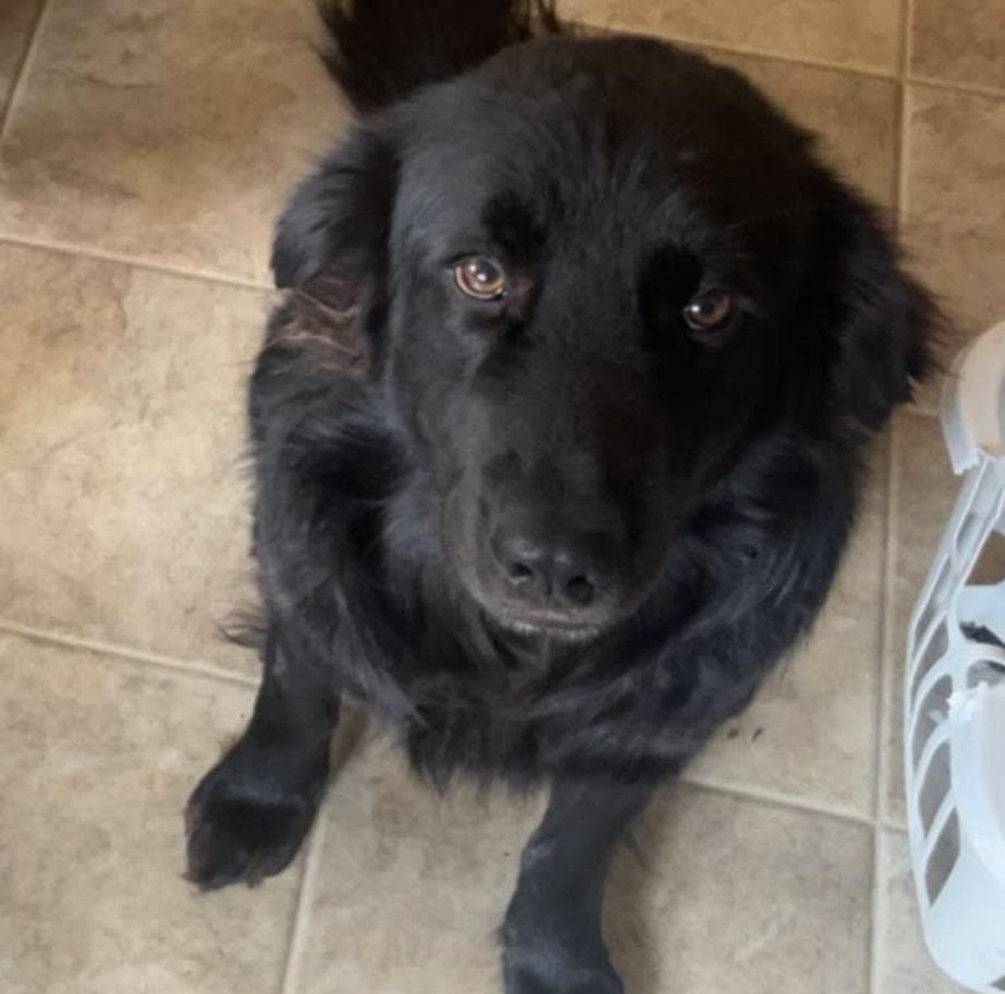Odin - Foster Needed - Retriever available for adoption