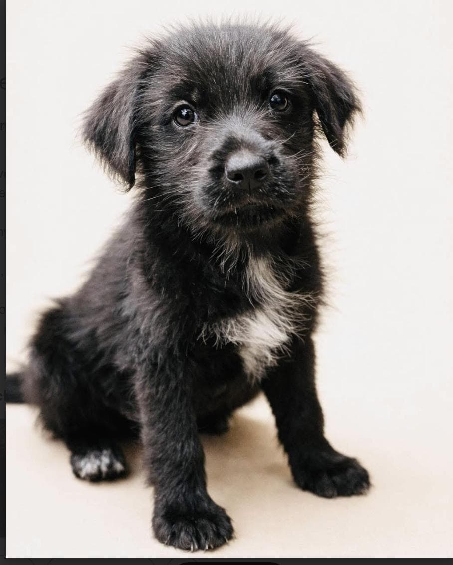 Hank - Mixed Breed available for adoption