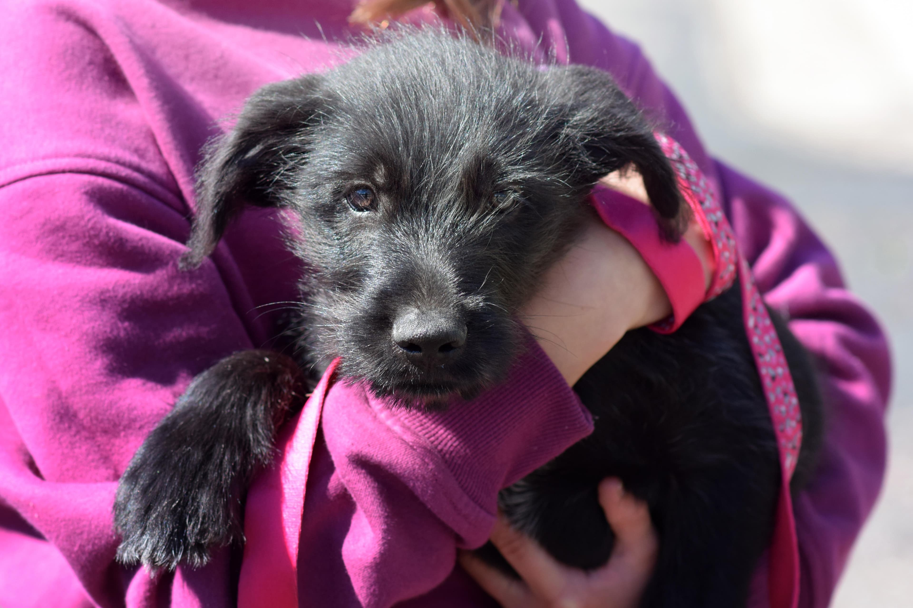 Hank - Mixed Breed available for adoption