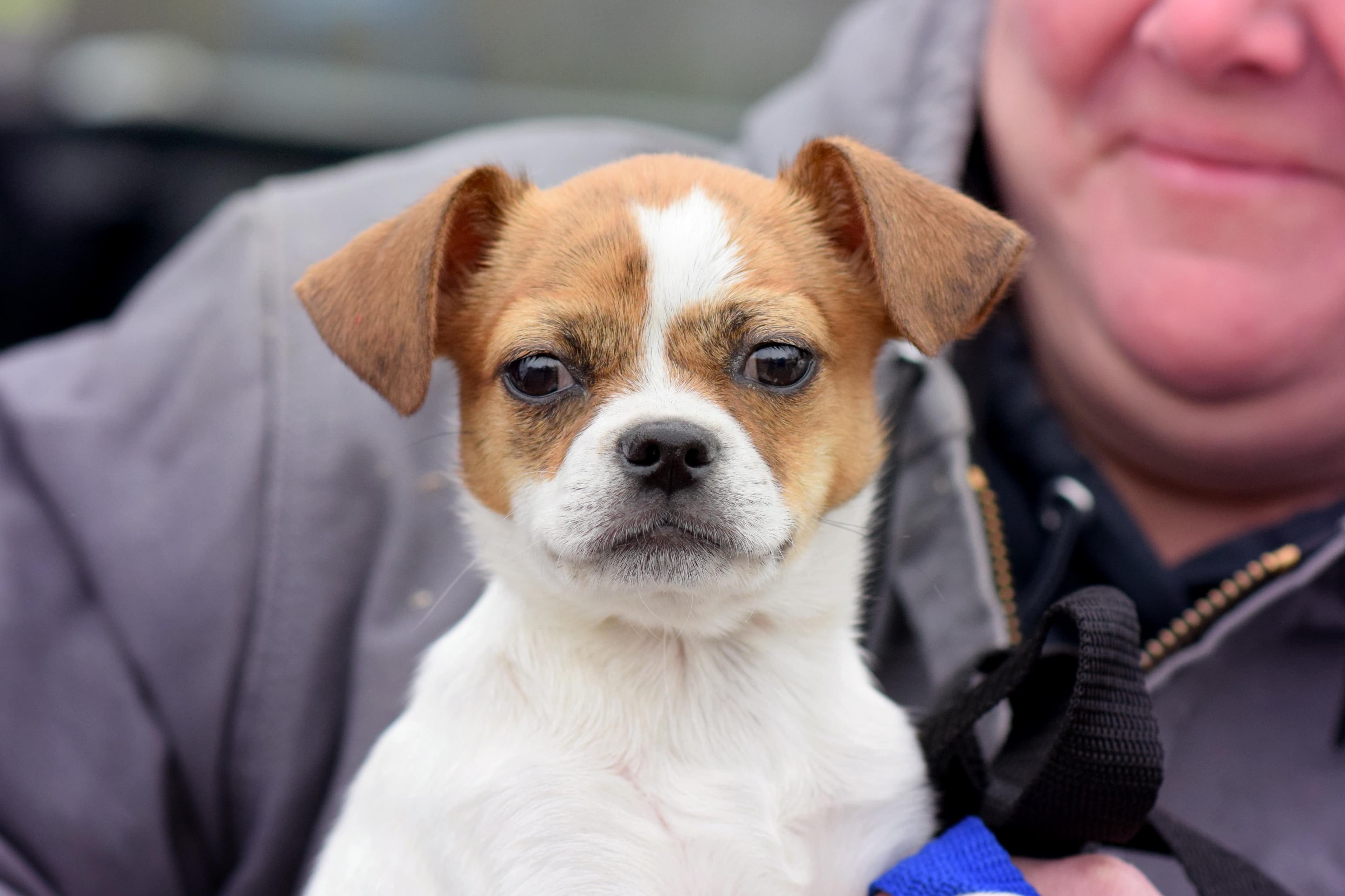 Olivia - Pug available for adoption