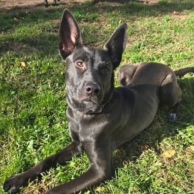 Xena - Belgian Shepherd / Malinois available for adoption