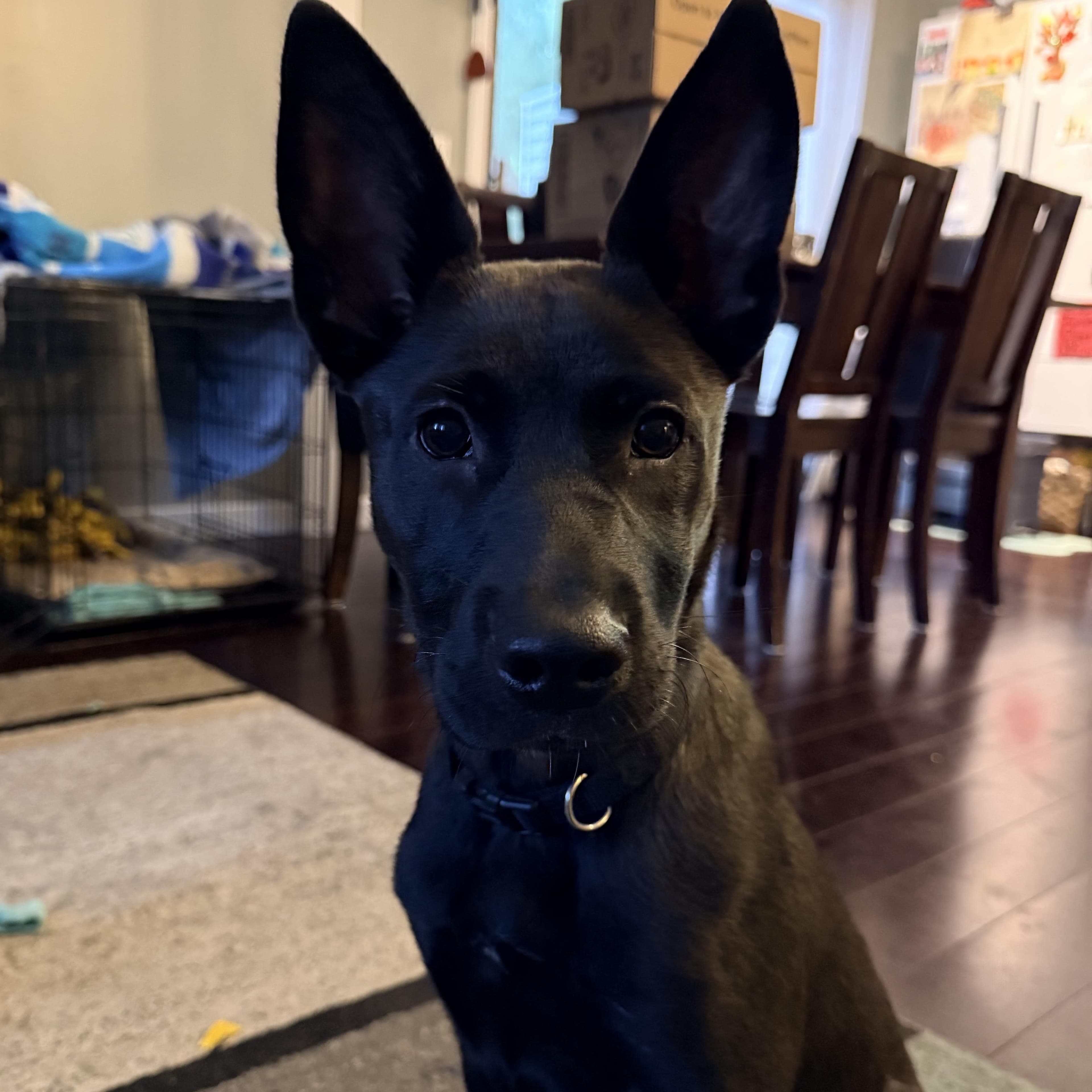 Yelena - Belgian Shepherd / Malinois available for adoption