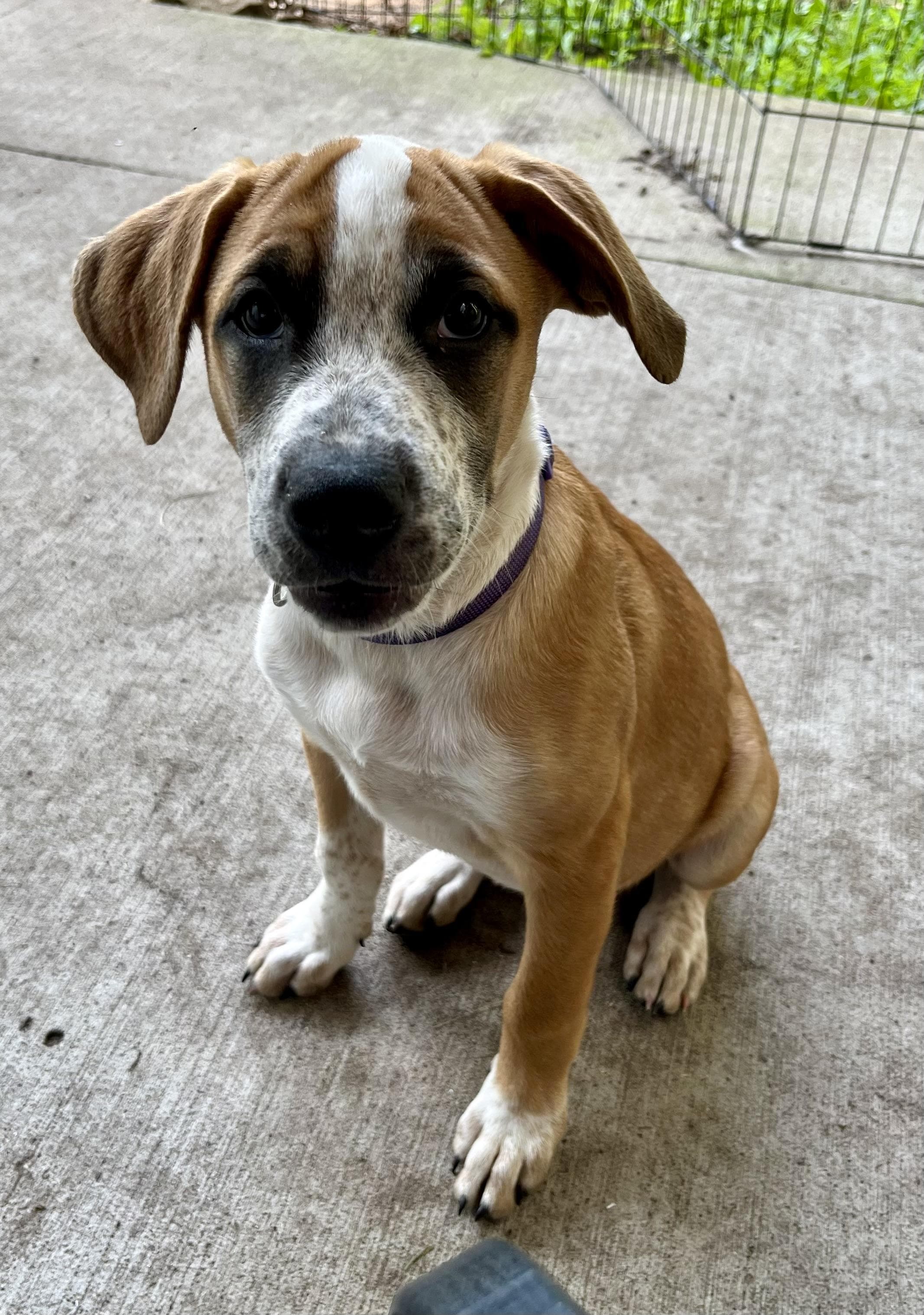 Paisley - Cattle Dog available for adoption