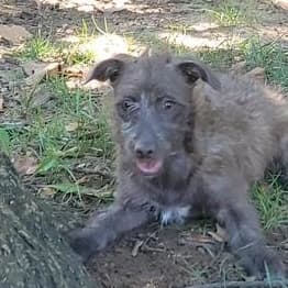 Olive - Mixed Breed available for adoption
