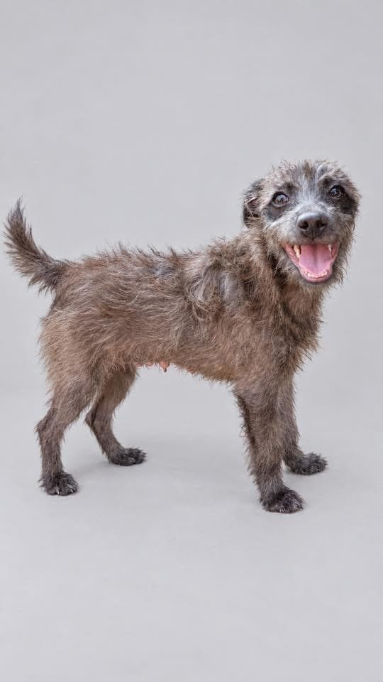 Olive - Mixed Breed available for adoption