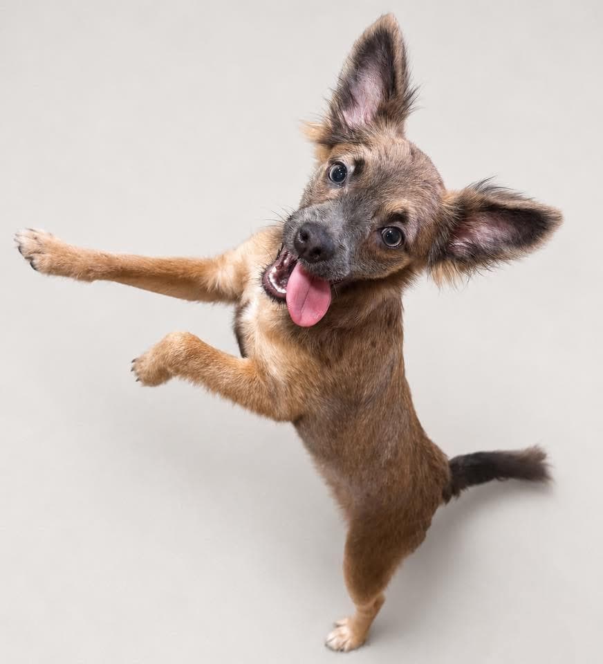 PomPom - Papillon available for adoption