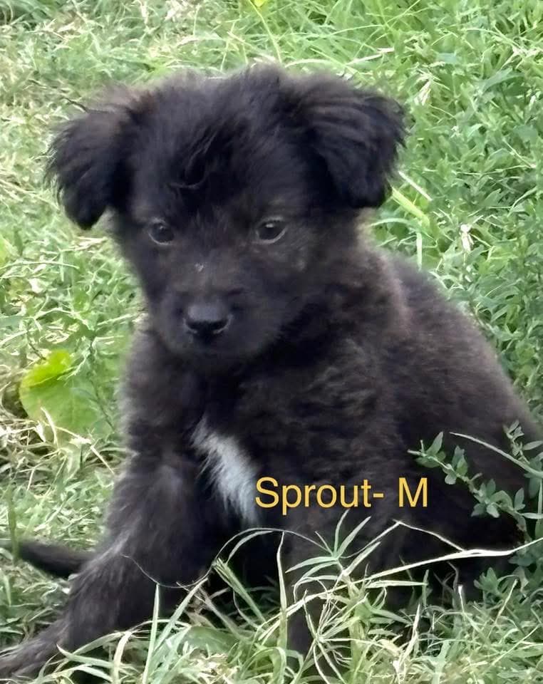 Sprout - Mixed Breed available for adoption