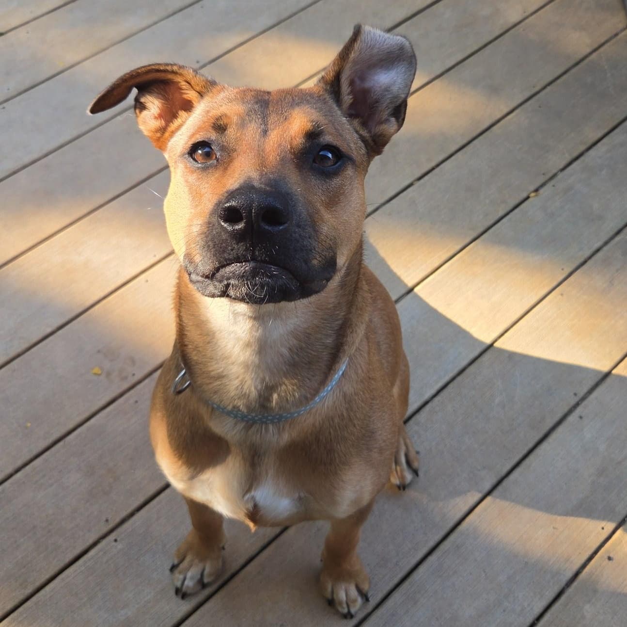 Rosie - Mixed Breed available for adoption