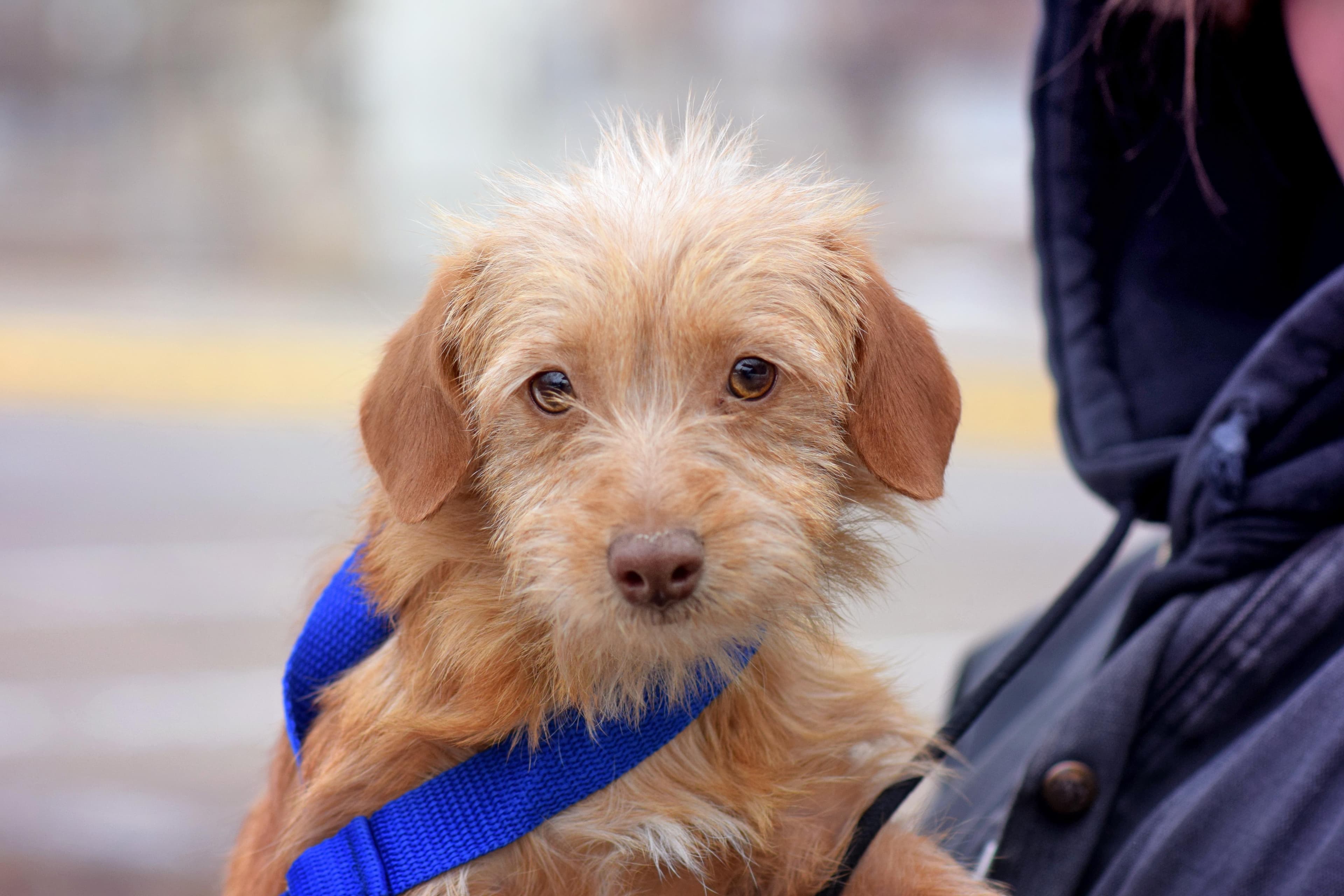 Honey - Dachshund available for adoption