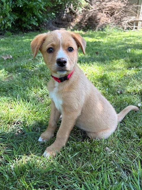 Coral - Mixed Breed available for adoption