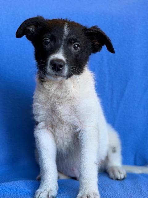 Mickey - Border Collie available for adoption
