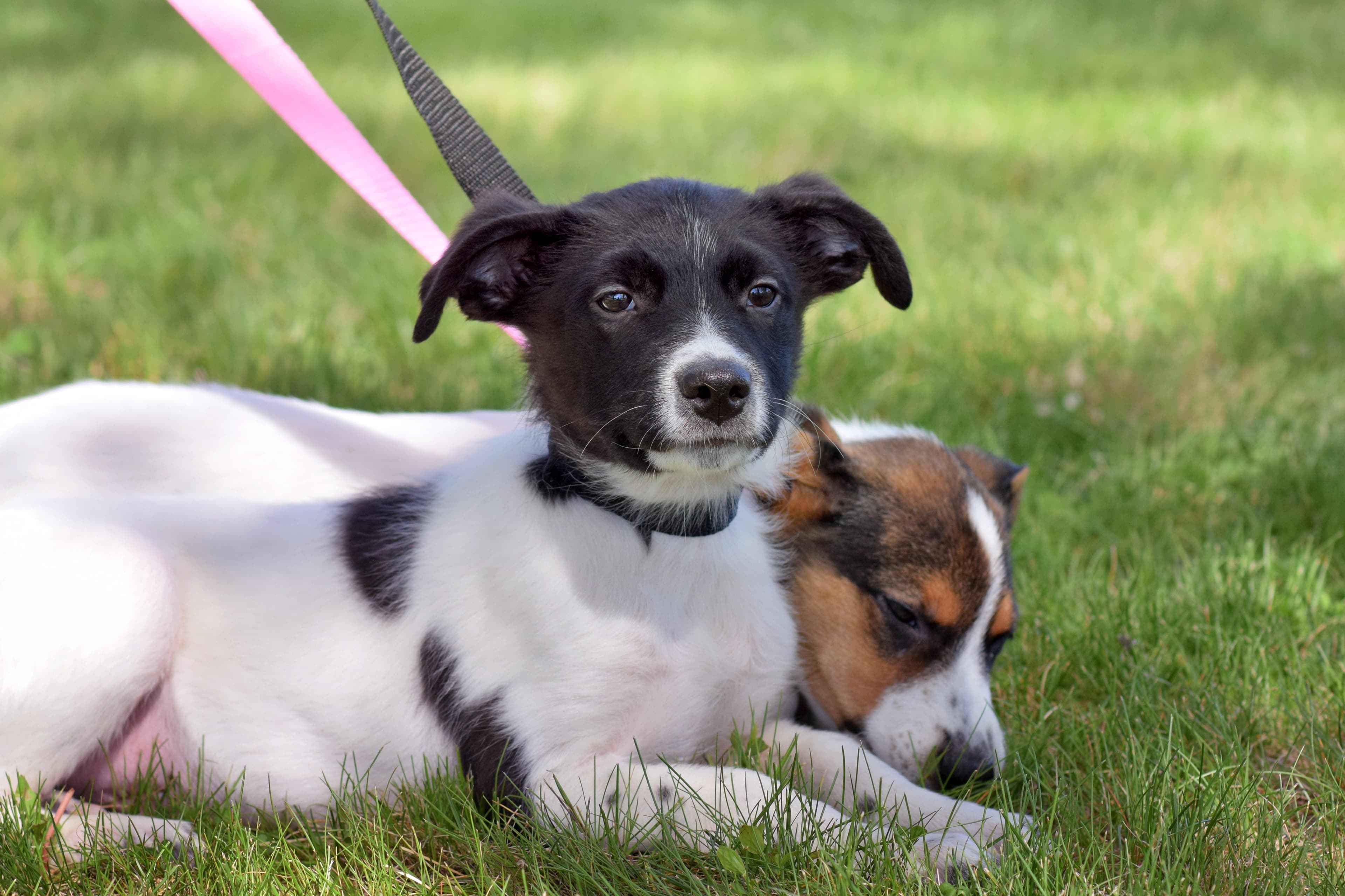 Mickey - Border Collie available for adoption