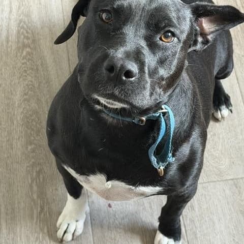 Margo - Pit Bull Terrier available for adoption