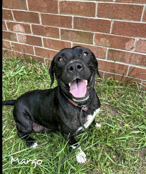 Margo - Pit Bull Terrier available for adoption