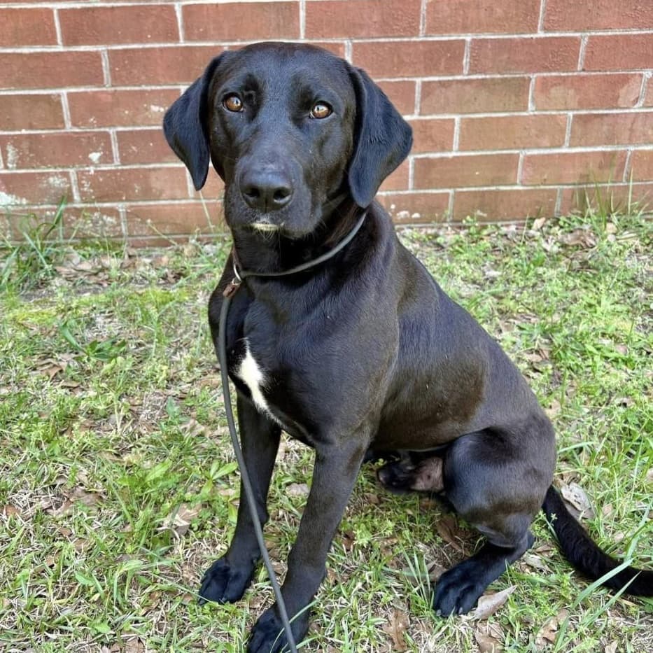 Flint - Foster Needed - Black Labrador Retriever available for adoption