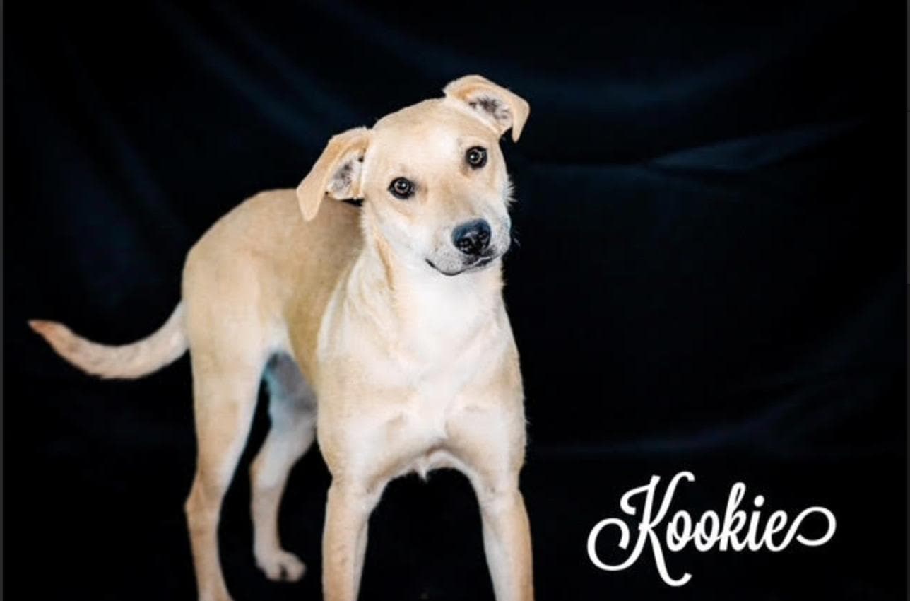 Kookie - Mixed Breed available for adoption