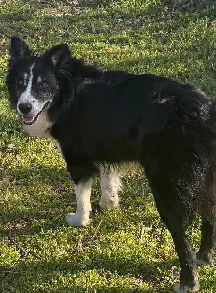 Dunkin - Australian Shepherd available for adoption