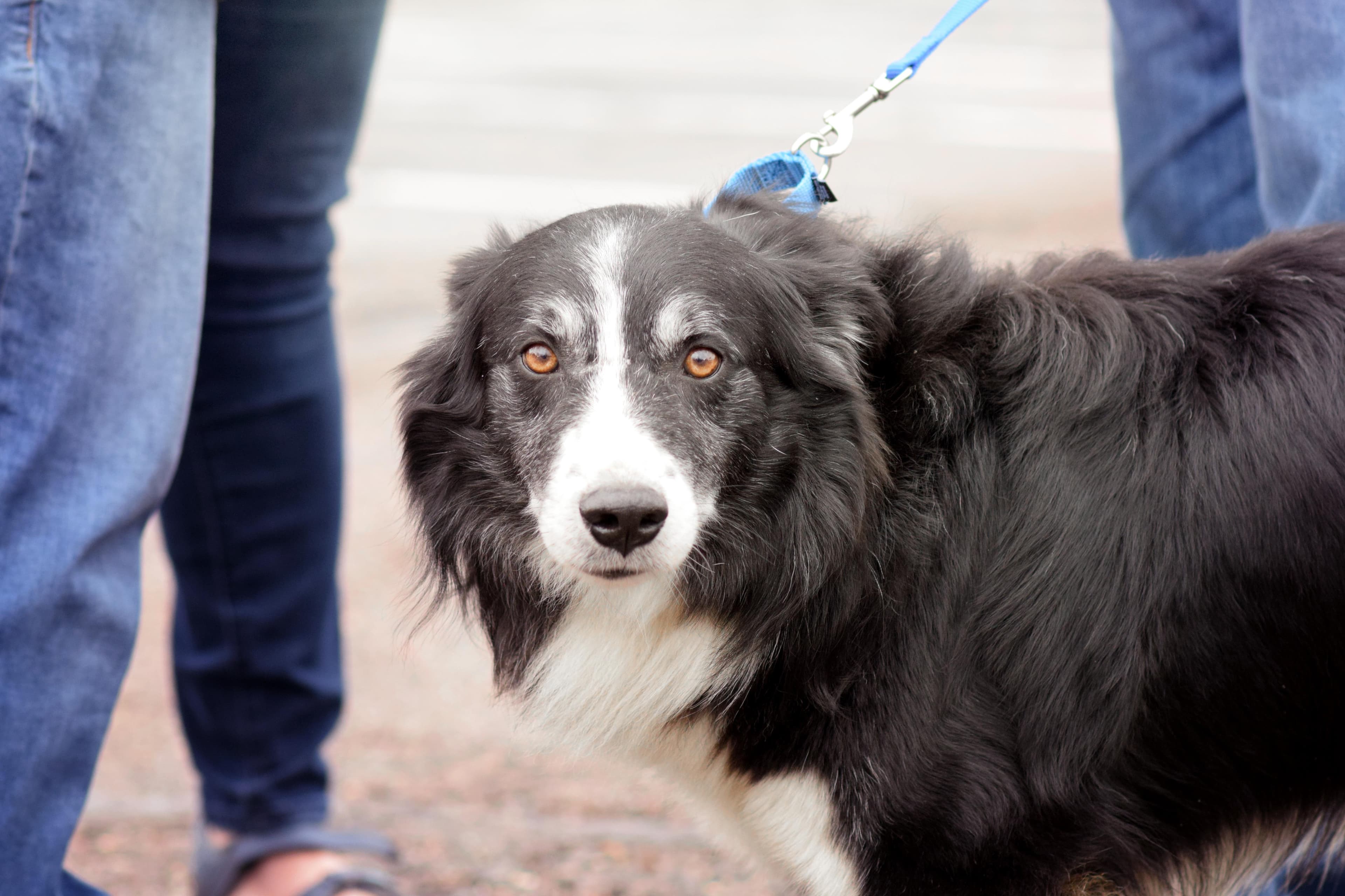 Dunkin - Australian Shepherd available for adoption