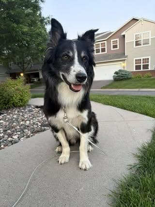 Dunkin - Australian Shepherd available for adoption
