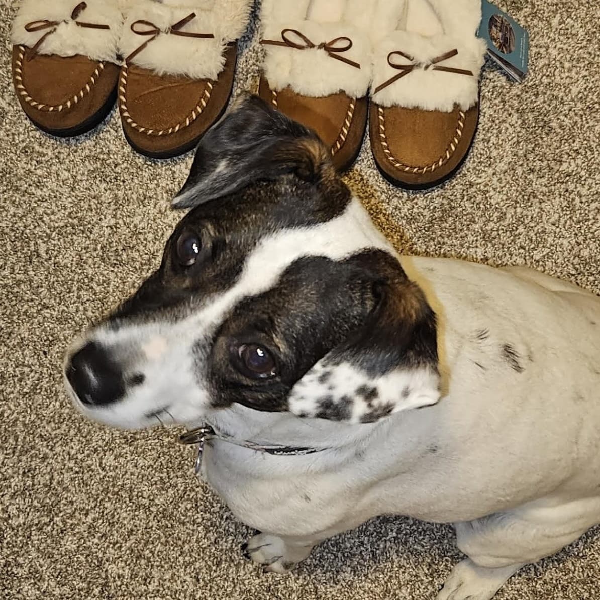 Penny - Rat Terrier available for adoption