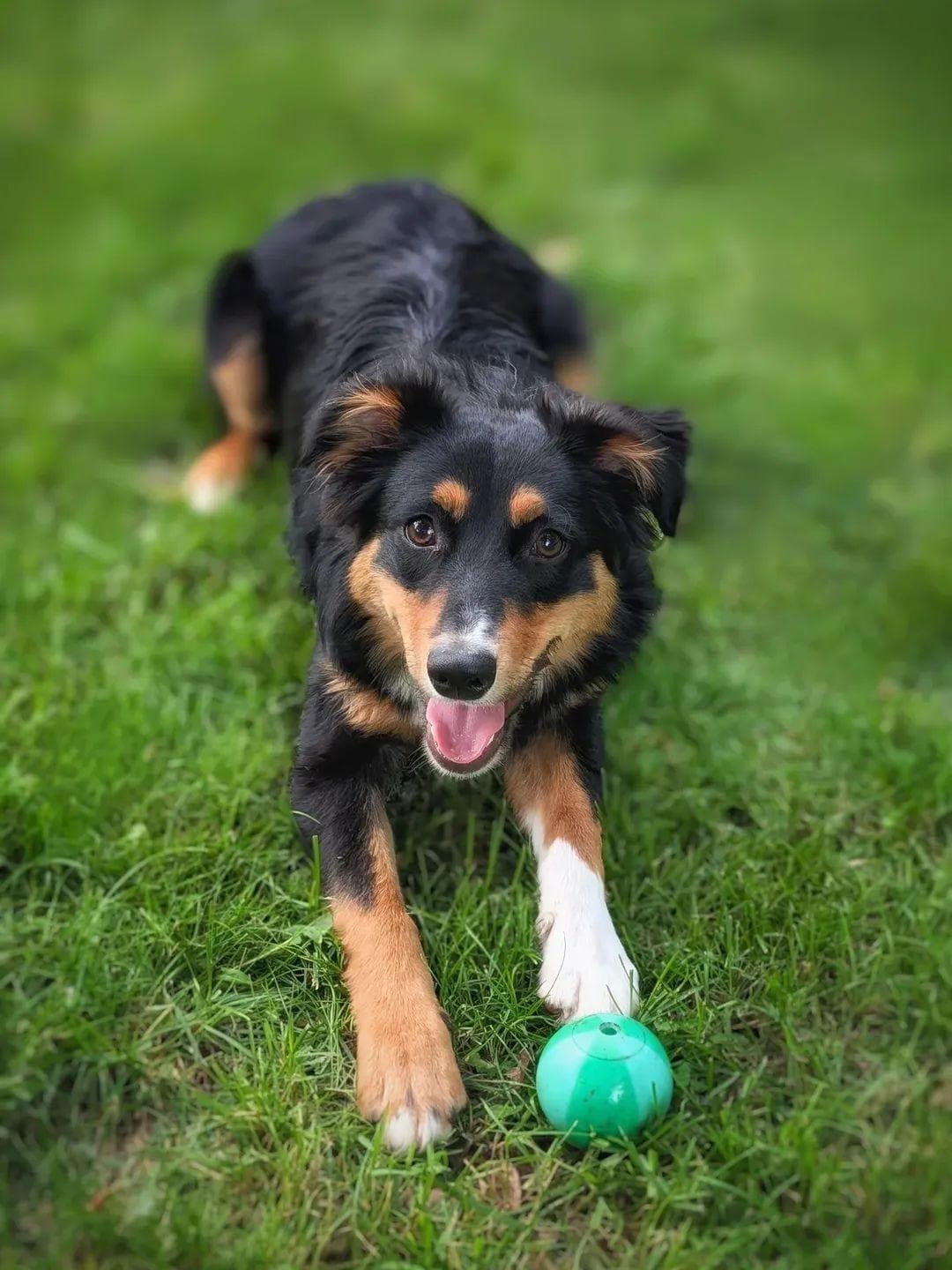 Diesel - Border Collie available for adoption