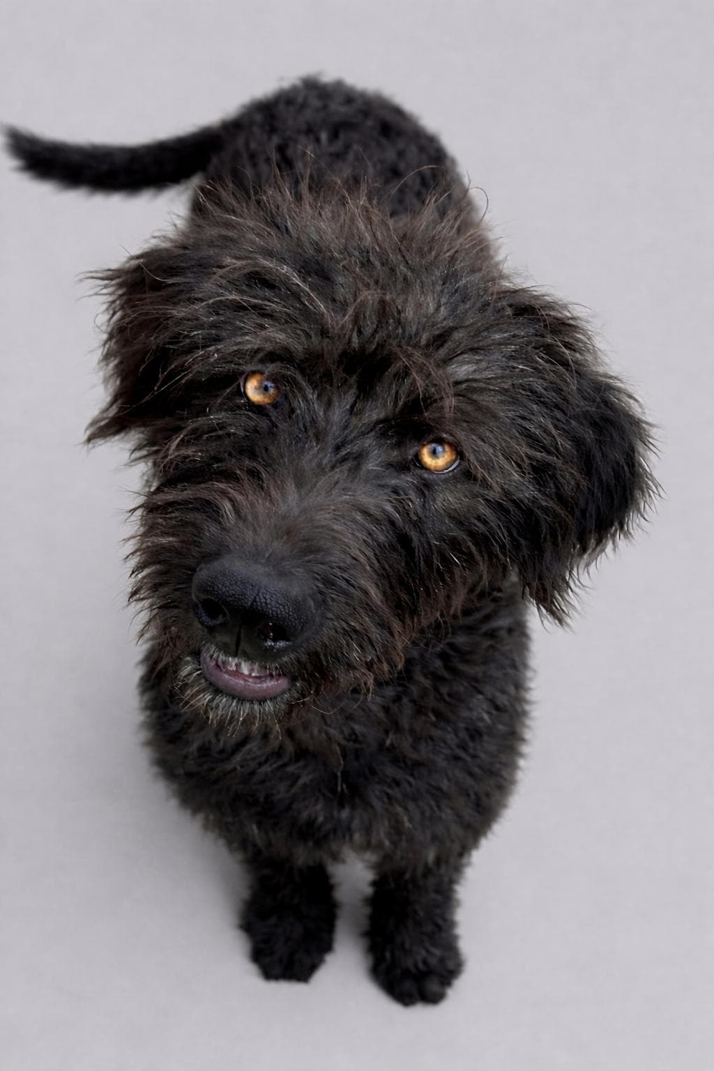 Georgia - Labradoodle available for adoption