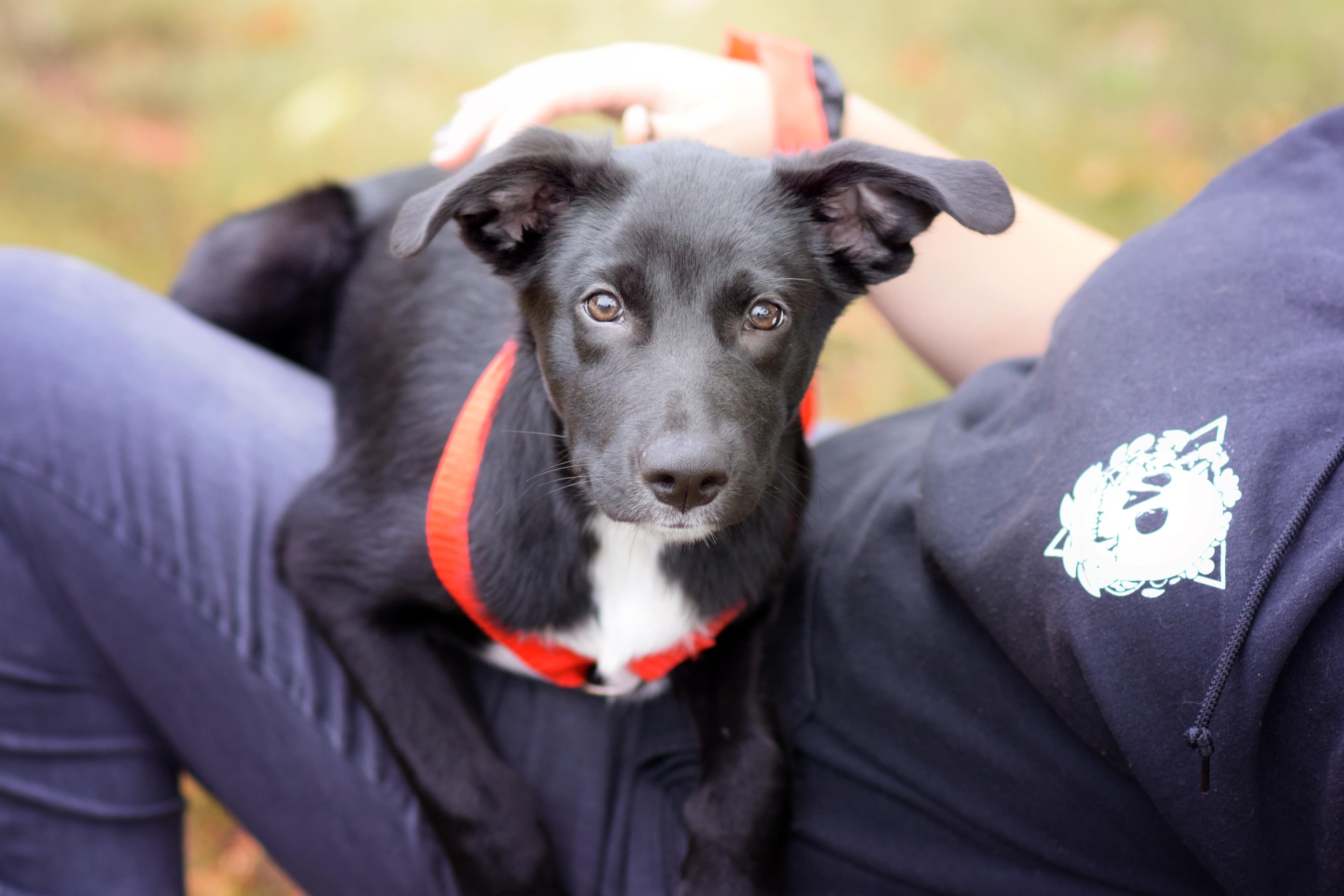 Zayn - Border Collie available for adoption