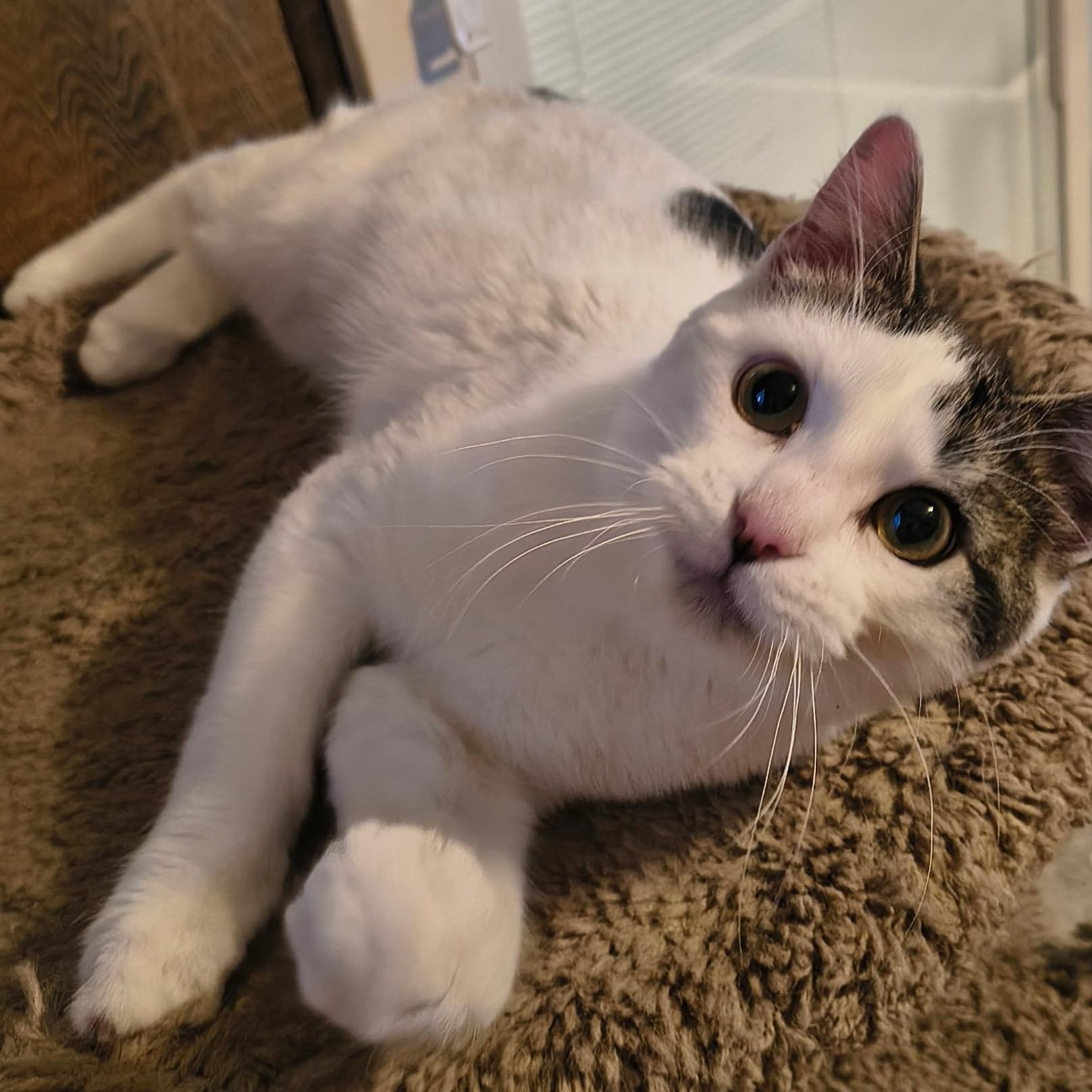 Apple - Domestic Short Hair available for adoption