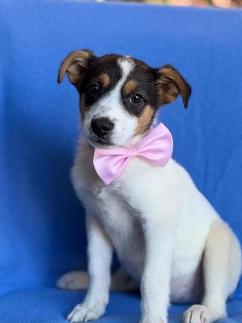 Minnie - Border Collie available for adoption