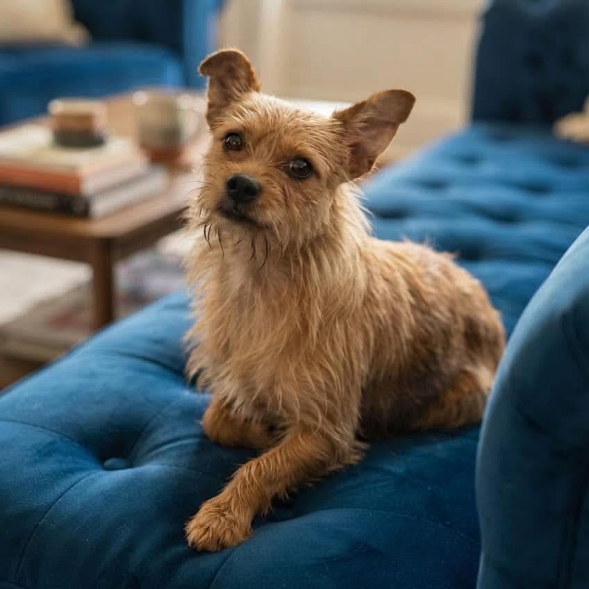 Freddie - Yorkshire Terrier available for adoption